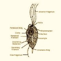 Trichomoniasis Fecal Testing