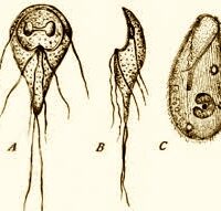 Giardia Test